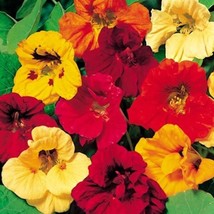 USA SELLER Jewel Mix Nasturtium Gourmet Mix Gourmet Salad Edible Flower - $18.35