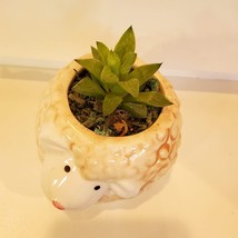Sheep Planter Pot with Succulent, Star Cactus, Haworthia Retusa, Animal Planter image 3
