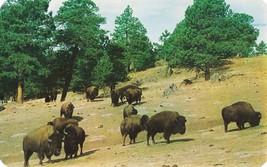 Buffalo American Bison on a Hillside Postcard Unposted - £7.92 GBP