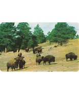 Buffalo American Bison on a Hillside Postcard Unposted - $9.89