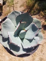 Agave Parryi Truncata (3 Gal. Pot) - £54.35 GBP