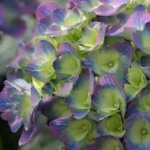 Primary image for From US 5 Citylime Rio Hydrangea Seeds Perennial Flowers Seed Flower 351
