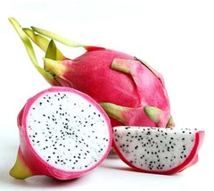 White Dragon Fruit 5 to 8 inch Live Starter Plant - £18.33 GBP