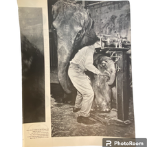 Belles Baby Elephant Print Kelloggs Bran Buds Ad May 11 1962 Frame Ready - £6.99 GBP