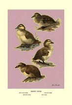 Four Downy Young Ducks by Allan Brooks - Art Print - £17.63 GBP+