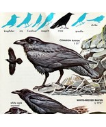 Ravens And Crows Varieties And Types 1966 Color Bird Art Print Nature AD... - £14.93 GBP