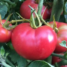Non GMO - Tomato Bradley Heirloom - 25 Fresh Seeds - $13.49