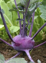 RAFHSTORE Kohlrabi Purple Vienna Seeds 500 Vegetable Heirloom Nongmo US SEEDS - $9.21