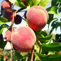 5+ Nemaguard Peach Tree Seeds - £6.77 GBP+