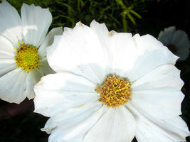 SHIPPED FROM US 700  Purity White Cosmos Bipinnatus Flower Seeds, LC03 - £11.94 GBP