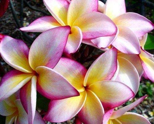 Plumeria Cattaleya