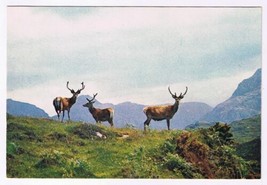 Postcard Red Deer In The Scottish Highlands Scotland UK - £2.31 GBP