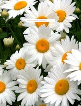 Alaska Shasta Daisy - Flower Seeds - BOGO - $0.99