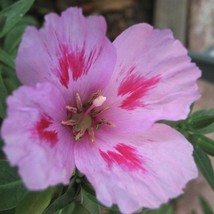 Clarkia Amoena Farewell To Spring Mix Seed Garden Fresh - £6.10 GBP