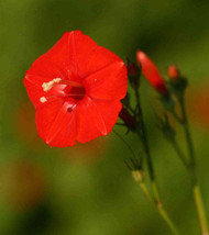 FREE SHIPPING Ipomoea hederifolia Scarlet Morning Glory 10 Seeds - £14.38 GBP