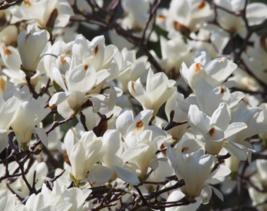 5 Pc Seeds Magnolia Denudata Flower Plant, Lily Tree Seeds for Planting | RK - £19.75 GBP