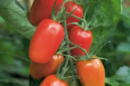 Best 50 Seeds JULIET Tomato Vegetable Garden Planting Tomatoe USA - £3.65 GBP