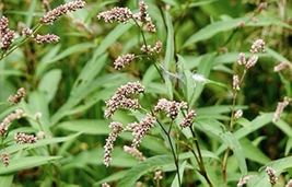 50 Water Pepper Herb Seeds  - $6.12 CAD