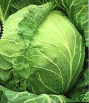 Cabbage Copenhagen 2000 Seeds Heirloom Vegetable Fresh Garden USA SELLER - £11.17 GBP