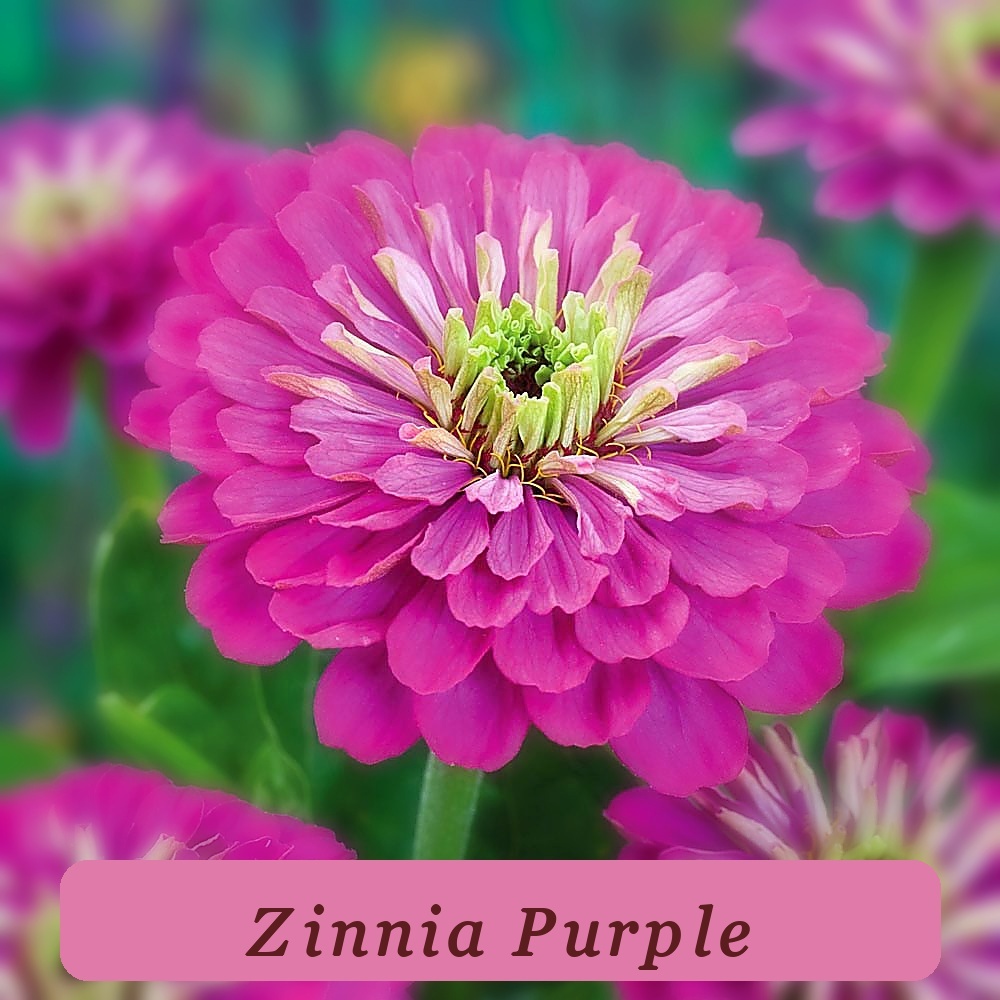 140 Seeds Tropical Charm Zinnia Purple Prince Flower Usa - $2.07