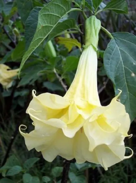 New Fresh 10 Double Yellow Angel Trumpet Seeds Brugmansia Datura Flower ... - $13.58