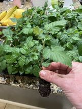 4 Plants The Best of All! Thornless Blackberry- Rubus - “Ponca-&quot; - £49.37 GBP