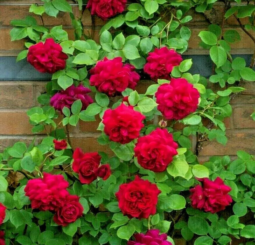 50+ ROSES flower rose plant fresh live plant rose seeds plant cuttings l... - $2.36