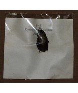VINTAGE BEETLES SPECIMENS INSECTS RHOMBORRHINA JAPONICA SETONIDAE B4 - $152.29 MXN