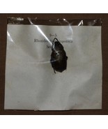 VINTAGE BEETLES SPECIMENS INSECTS RHOMBORRHINA JAPONICA SETONIDAE B4 - £6.25 GBP