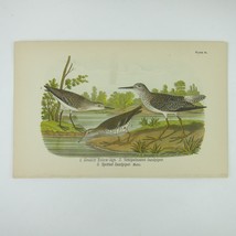 Bird Lithograph Print Greater Yellow-legs &amp; Semipalmated Sandpiper Antique 1890 - £15.79 GBP