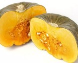 Buttercup Winter Squash Seeds Non Gmo 20 Seeds Fast Shipping - $8.99