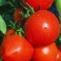 New Yorker Tomato Garden Seeds Super Early Short Season New Fresh Seeds - £13.20 GBP