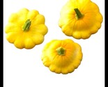 15 Yellow Bush Scallop Summer Squash Seeds  Non Gmo Yellow Patty Pan Fas... - $8.99