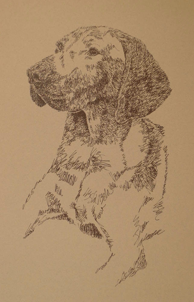 Vizsla Dog Art Print Lithograph #56 Stephen Kline adds your dogs name free. GIFT