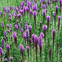 SMX Gayfeather (Marsh Blazingstar) Cut Honeybees Non Gmo 300 Seeds Indoo... - $11.15