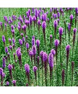 SMX Gayfeather (Marsh Blazingstar) Cut Honeybees Non Gmo 300 Seeds Indoor Garden - $11.15