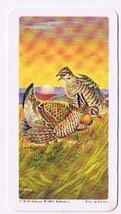 Brooke Bond Red Rose Tea Card #27 Prairie Chicken American Wildlife In D... - $0.98