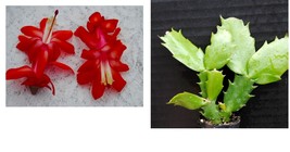 Red Planet Christmas Cactus Starter Plant Schlumbergera Truncata - £25.72 GBP