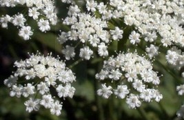 135 Seeds Anise Licorice Plant Seeds New Fast Shipping - $4.22