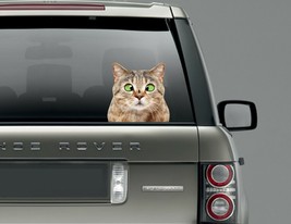 car sticker rear window waterproof / exterior sticker / decal funny cat - £7.78 GBP