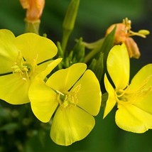 USA Seller Evening Primrose Seeds - $15.58