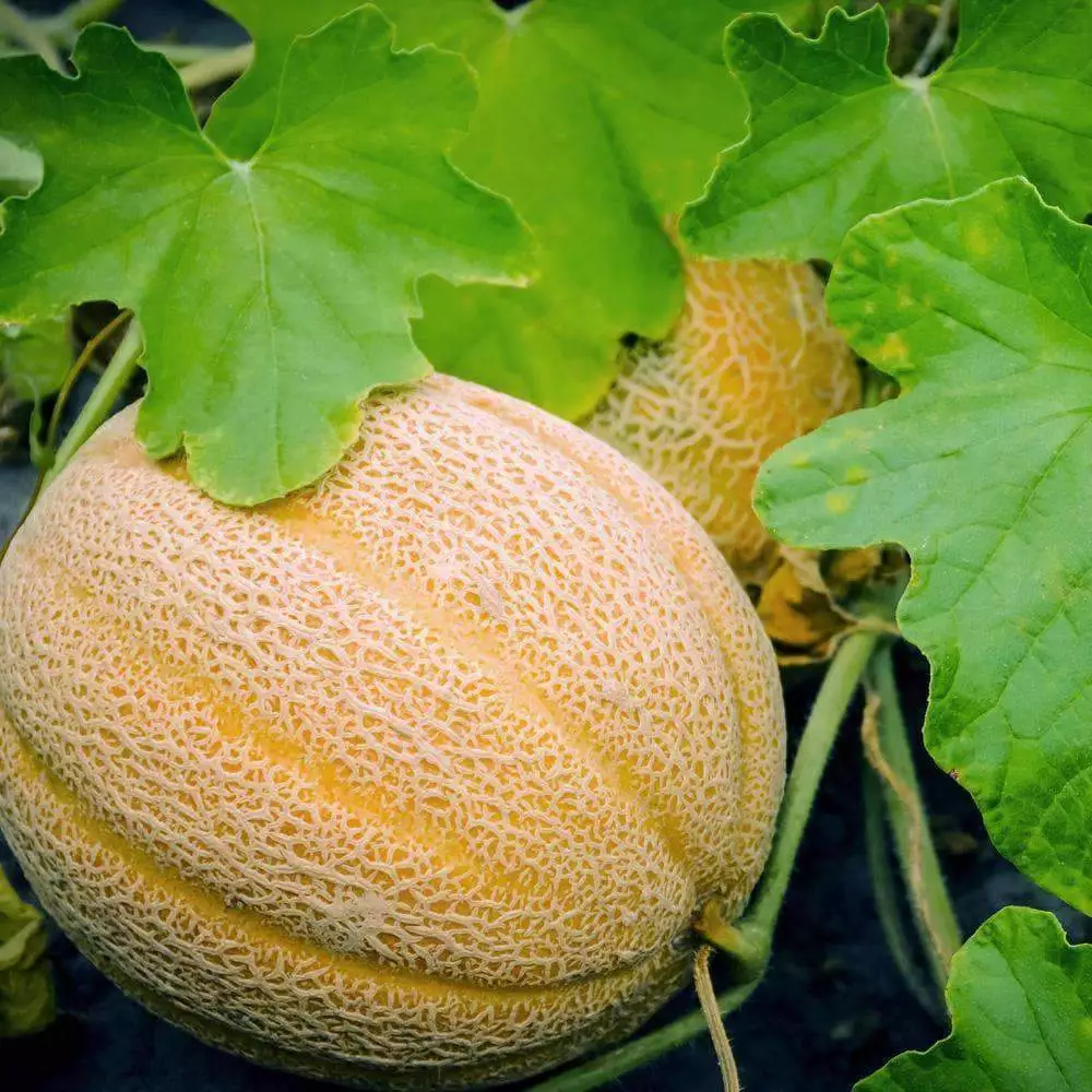 WTR Hales Best Jumbo Melon Non GMO Cantaloupe, Muskmelon 25 Seeds Planting Seeds - £6.59 GBP