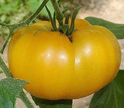 50 + Seeds  Aunt Gerties Gold Tomato Tasty Juicy Vegetable Tomatoe Garden Edible - $8.94