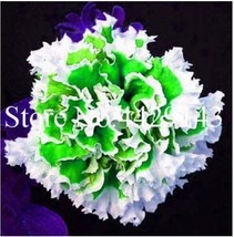 100PCS Petunia Seeds Purple White Green Damask Big Double Flowers - $6.78