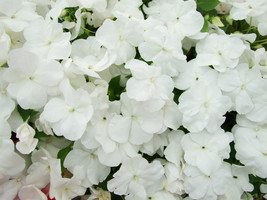 50 Dwarf White Impatiens Walleriana Sun Or Full Shade Flower Seeds Fresh Seeds U - £12.24 GBP