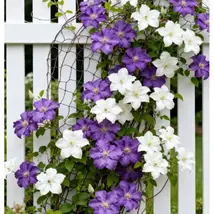 Planting Flowers In A Garden With Iron Wire Lotus - $7.00