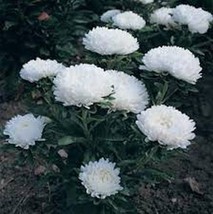 50 Pcs White Milady Aster Flower Seeds #MNSS - £11.93 GBP