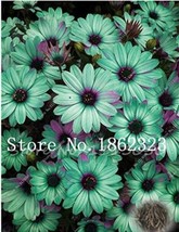 100 Seeds Cosmos Flower Seeds Acid Blue Double Flowers With Purple Black Centre  - £5.38 GBP