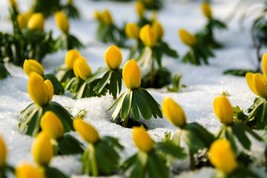 KKG 10 Winter Aconite Eranthis Hyemalis Yellow Sun Shade Fresh Garden - $8.89