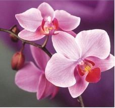 Hot Pink Exotic Rare Orchid 25 Seeds For Garden Flower House Plant Bush - £5.52 GBP